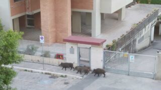 Pomezia, cinghiali e erba alta davanti l’asilo: la denuncia dei cittadini (FOTO/VIDEO)