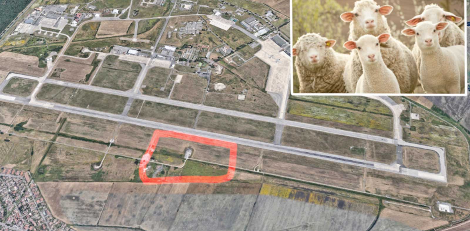 Sullo sfondo, l'aeroporto militare di Pratica di Mare, a Pomezia, foto Google Maps, in primo piano un gruppo di pecore