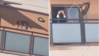 Roma, gatto legato sul balcone e fatto saltare dalla finestra: il Tribunale nega il sequestro