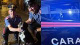Roma, cane smarrito a Trastevere salvato dai Carabinieri: ora è al sicuro al canile La Muratella