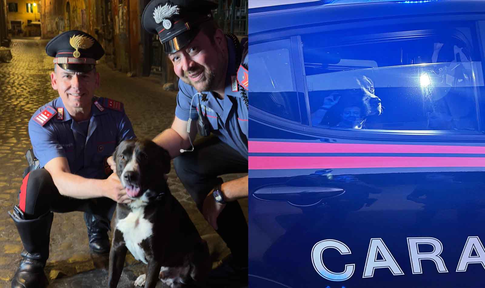 Roma, Carabinieri salvano cucciolo e lo portano a La Muratella
