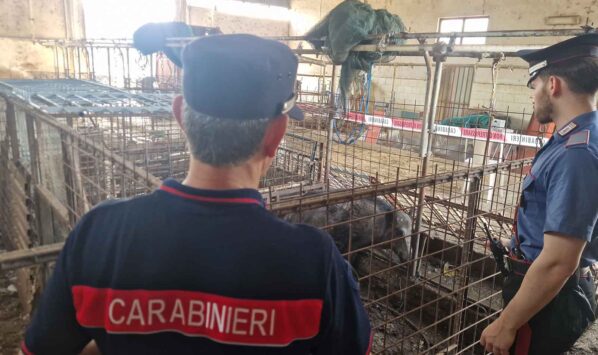 Roma animali a Prima Porta