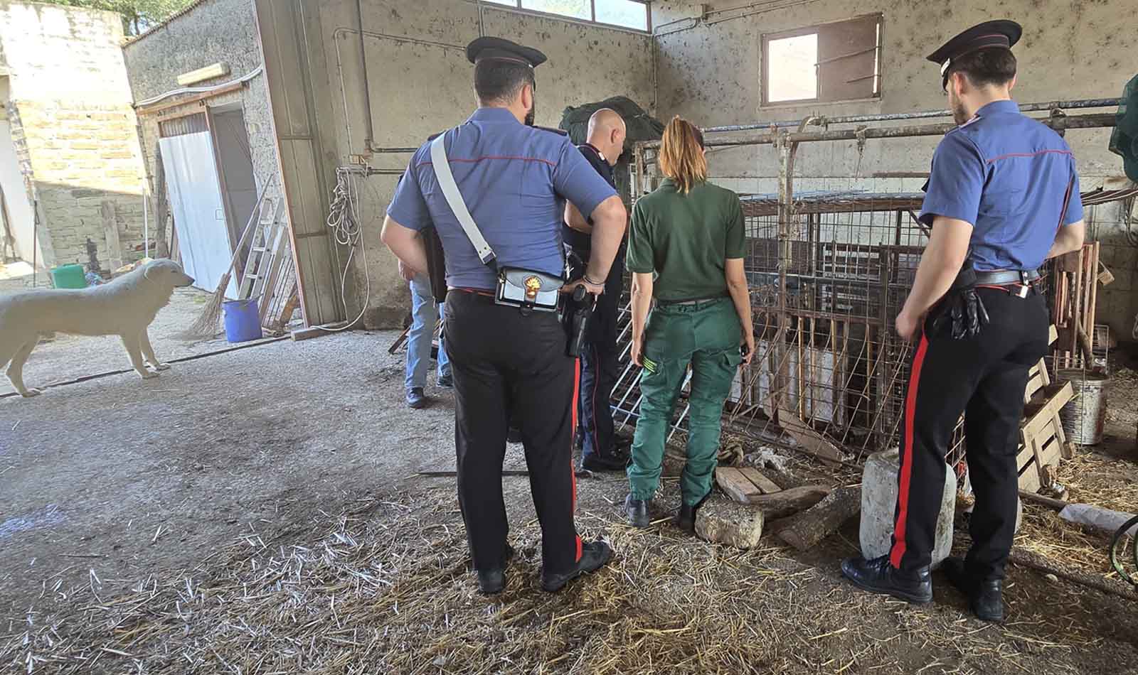 Roma, animali maltrattati Prima Porta