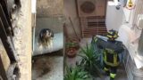 Roma, salvataggio in centro: giovane falco pellegrino liberato dai Vigili del Fuoco