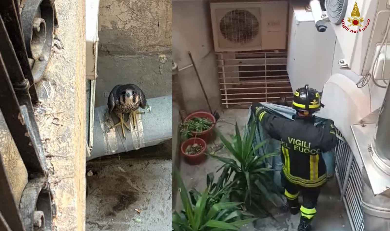 Roma, falco pellegrino a Termini