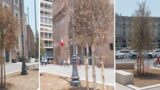 Roma, alberi secchi dopo un mese: nessuno li ha annaffiati o previsto l’annaffiatura automatizzata