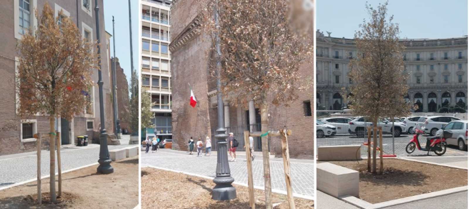 Roma, alberi secchi a piazza della Repubblica