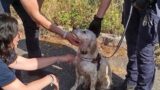 Roma, cade in fosso e sta per annegare: cane salvato in extremis dai vigili