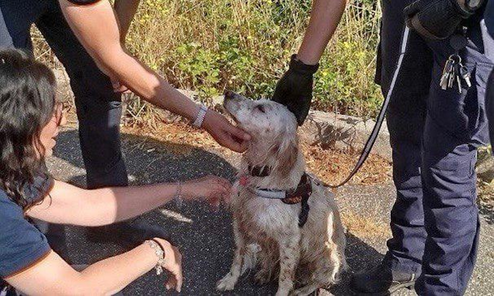 Salvataggio cane a Roma