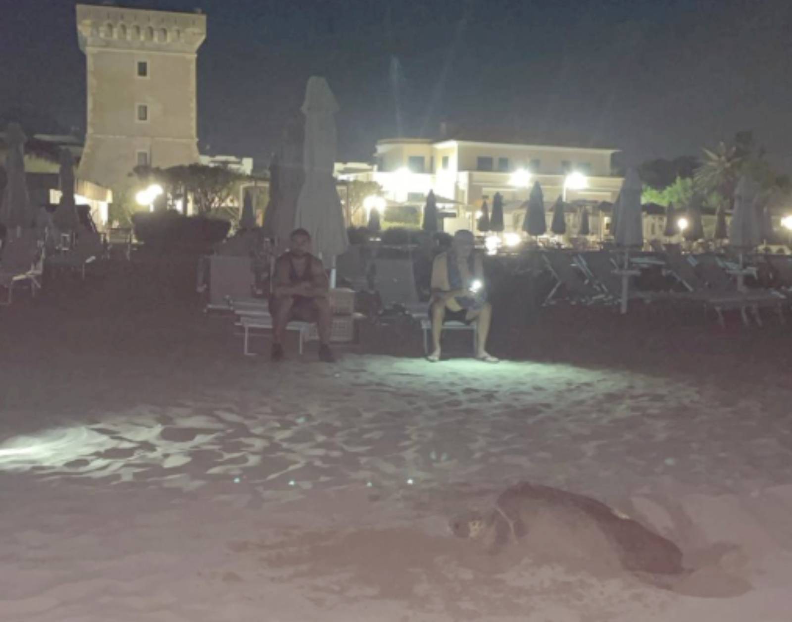 San Felice Circeo, il nido della tartaruga Caretta Caretta