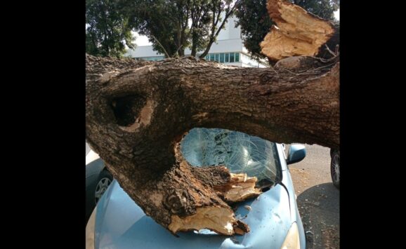 Albero caduto a Ostia