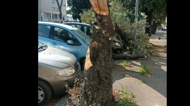 Albero caduto a Ostia