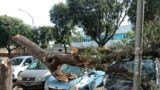 Ostia, albero cade sulle auto in sosta (FOTO)