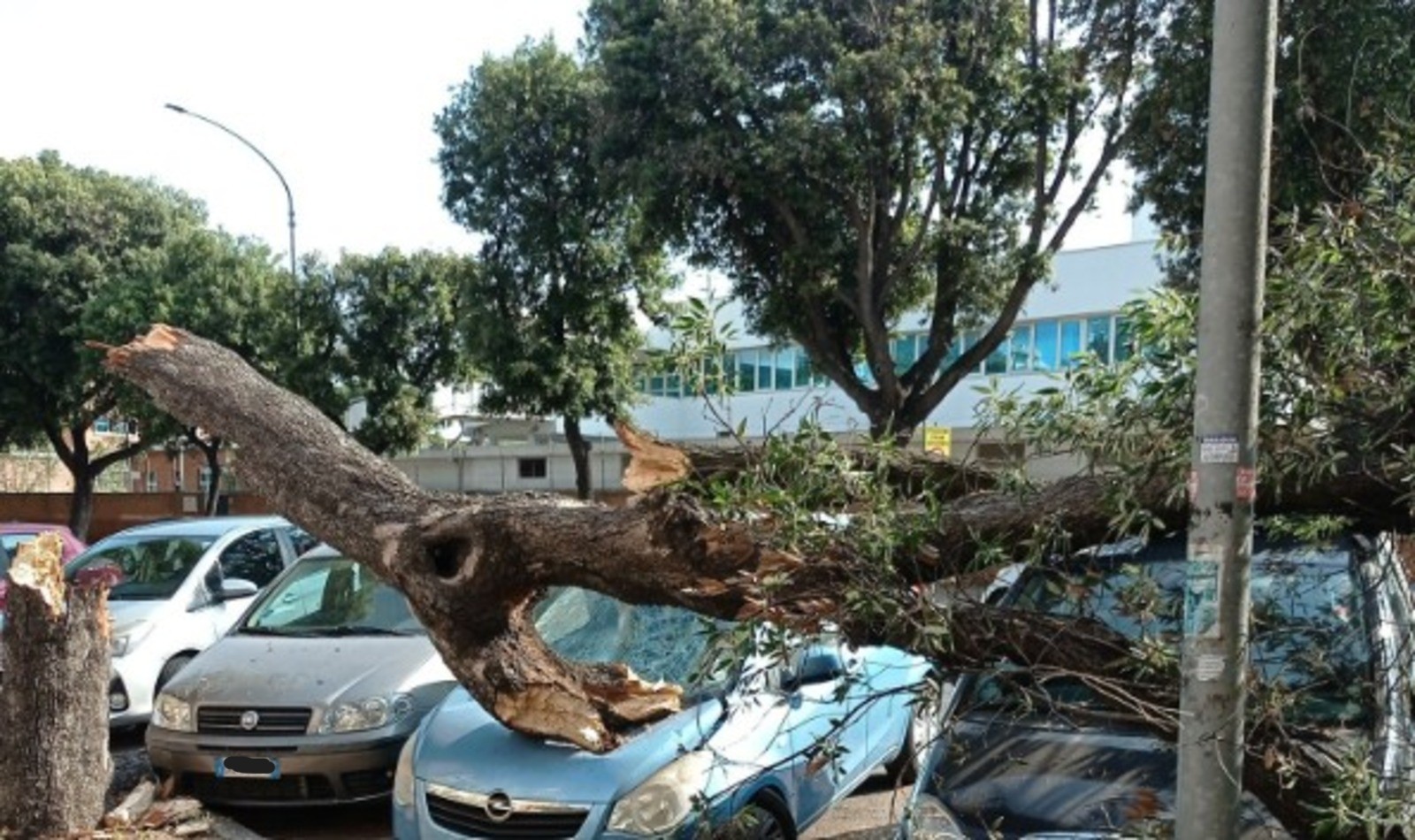 Albero caduto a Ostia