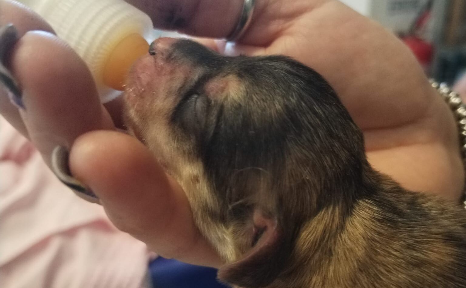 4 cuccioli di cane abbandonati