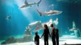 Acquario di Roma, condanna da 25 milioni per l’ex concessionario: la maxi struttura dell’Eur torna al Campidoglio