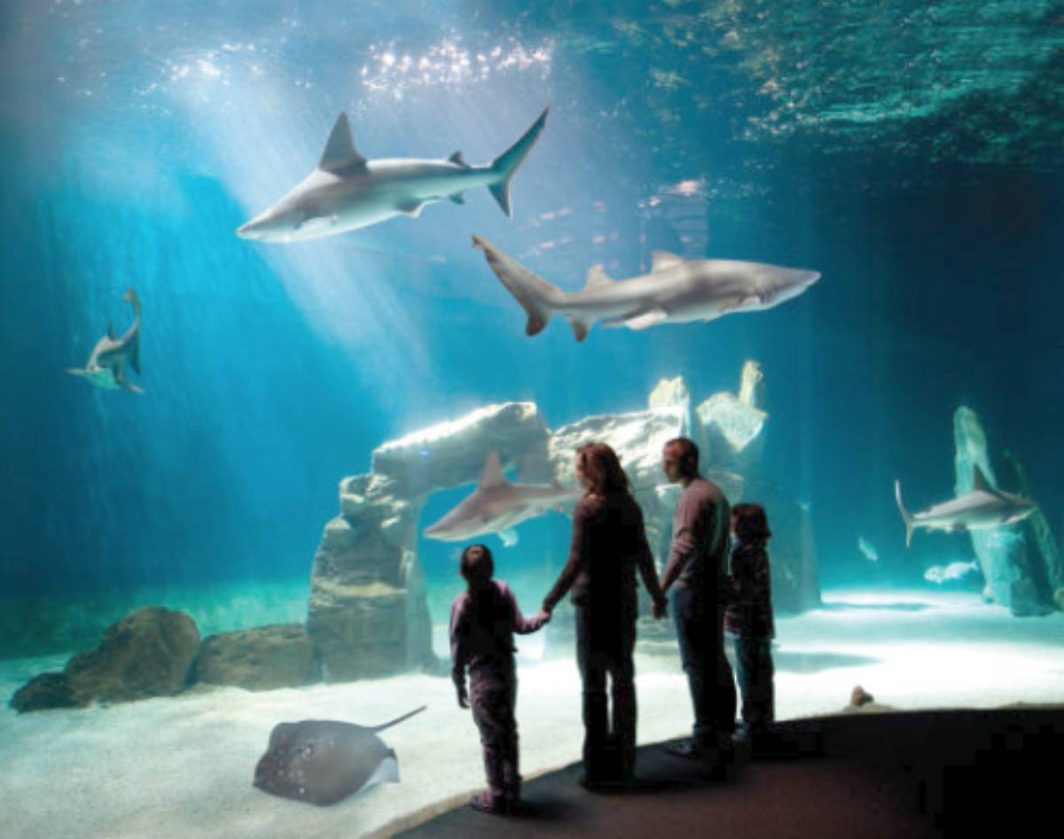 Acquario di Roma, come avrebbe dovuto essere
