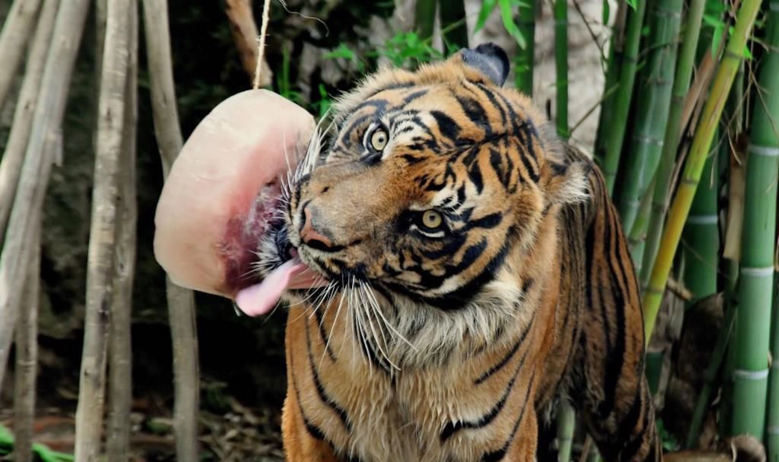 Bioparco di Roma Tigre