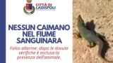 Caimano a Ladispoli, il Sindaco denuncia: continuano le ricerche ma dell’autore dello scherzo