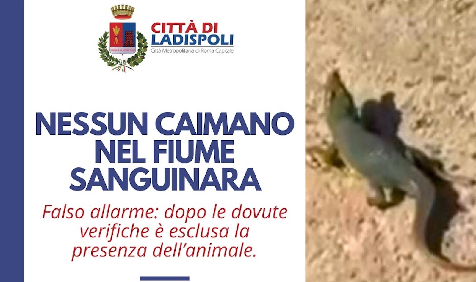 Caimano a Ladispoli