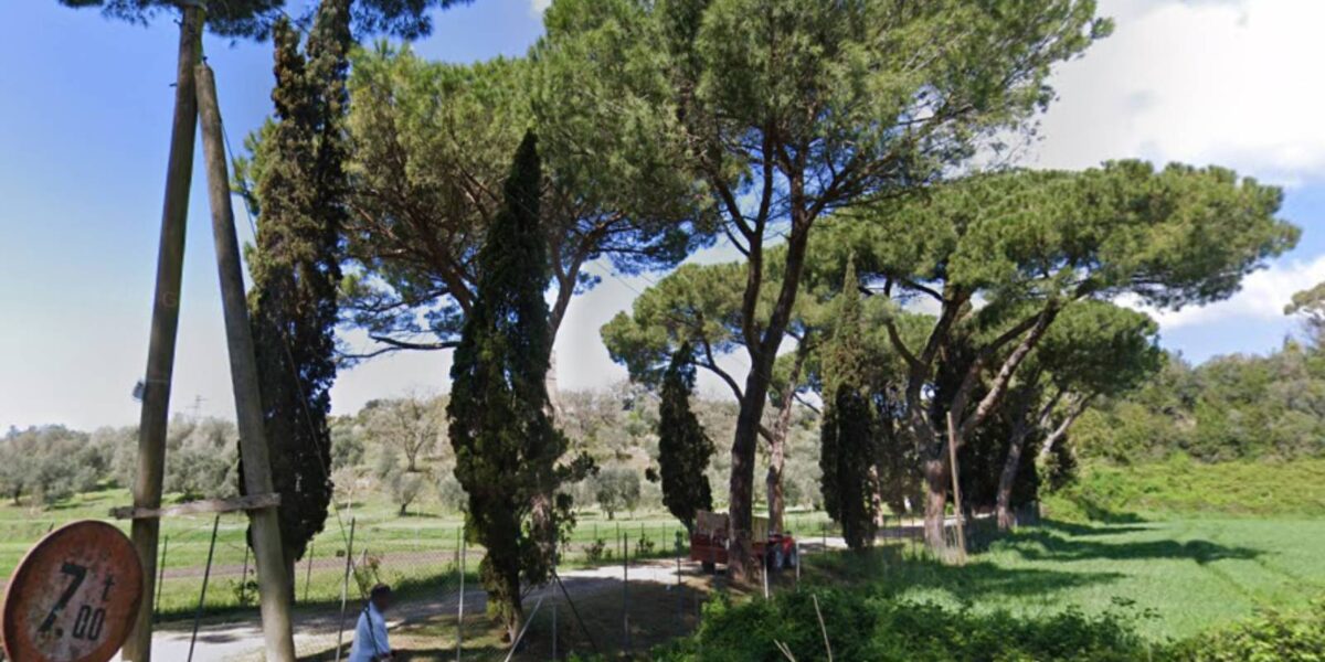 Fiumicino, via Torre del Pagliacetto, alcuni dei pini storici, foto Google Maps
