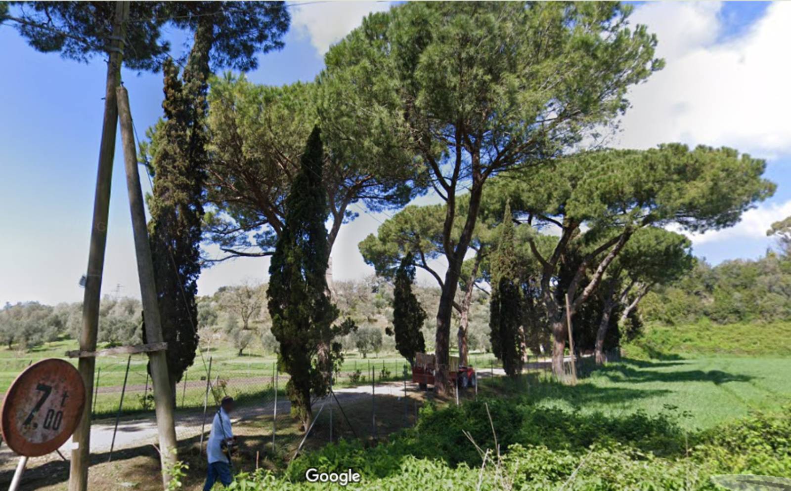 Fiumicino, via Torre del Pagliacetto, alcuni dei pini storici, foto Google Maps