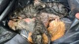Cisterna di Latina, sente i miagolii da un cassone, dentro 6 gattini appena nati: stavano per morire soffocati