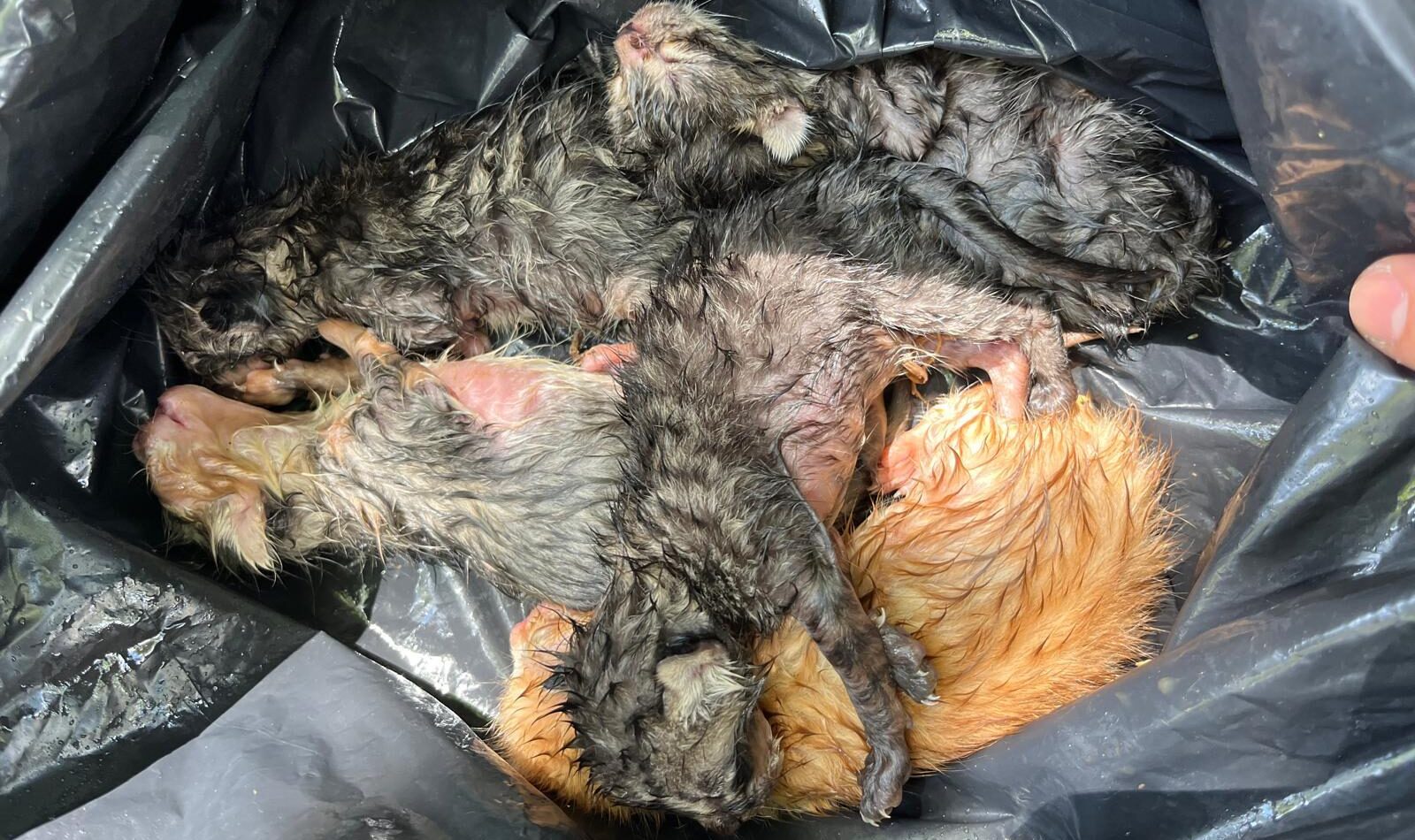 Gatti trovati a Cisterna di Latina