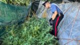 Dall’Emilia a Montelibretti per coltivare 14 piante di marijuana: arrestata una coppia