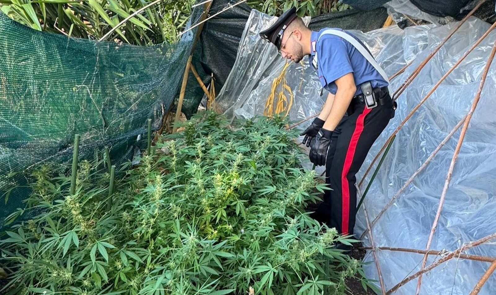 MONTEROTONDO - Le piante di marijuana sequestrate dai Carabinieri
