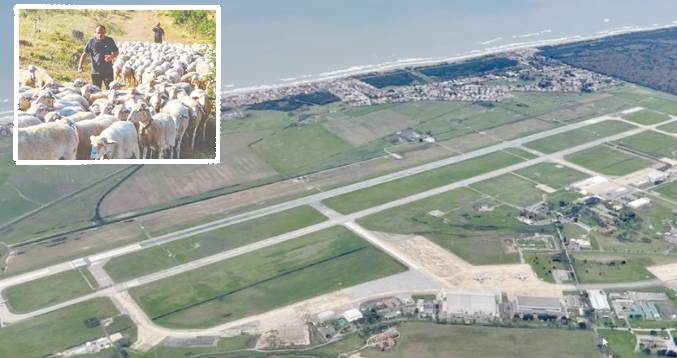 Pratica di Mare, l'aeroporto, in primo piano un pastore con le pecore, come quello di cui si parla