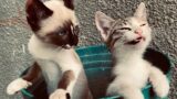 “Nun c’è trippa pe’ gatti”: la vera storia dietro il proverbio più famoso di Roma