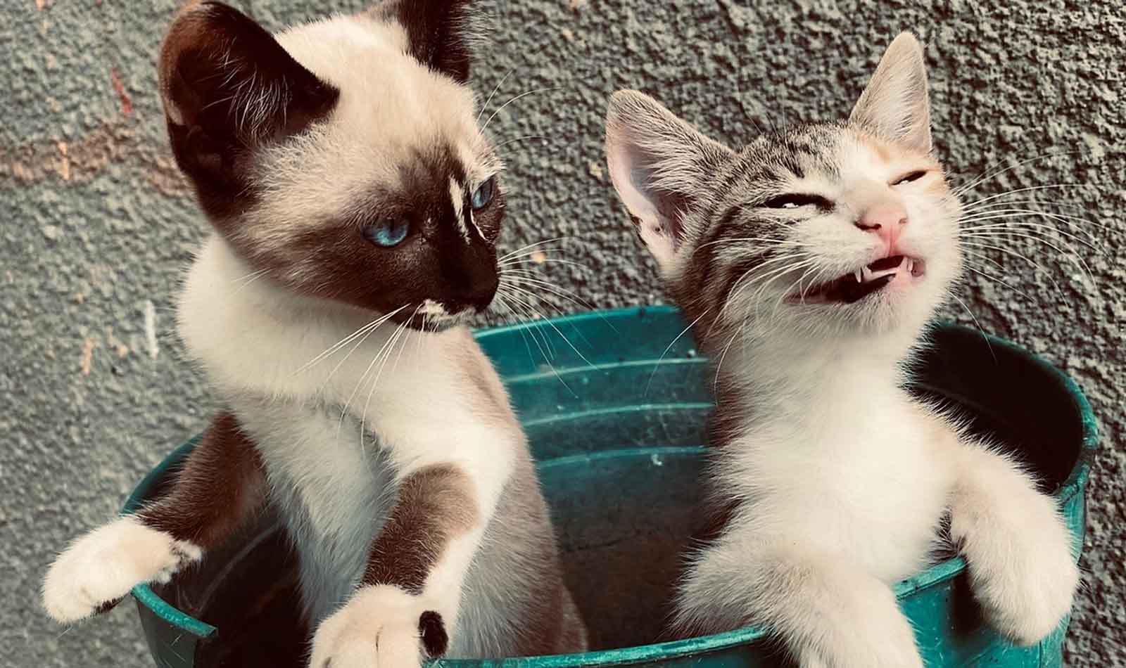 Roma, gatti
