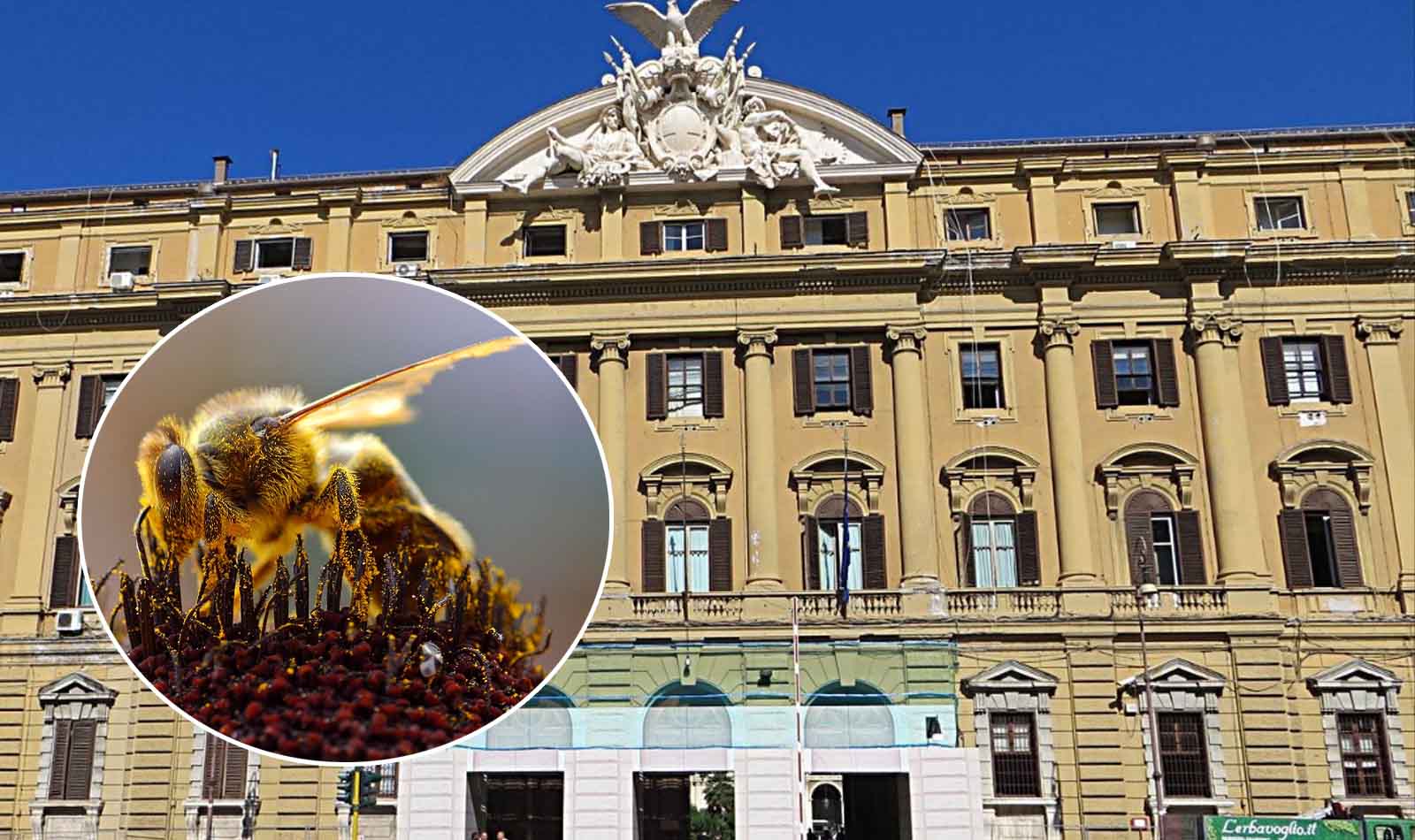 Roma, sciame di api al Ministero dell'Economia