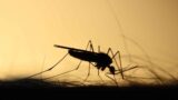Virus West Nile nel Lazio, 44 casi confermati: seconda vittima e focolai tra Latina e Roma