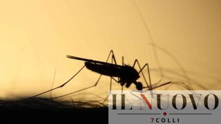 Virus West Nile nel Lazio, 44 casi confermati: seconda vittima e focolai tra Latina e Roma