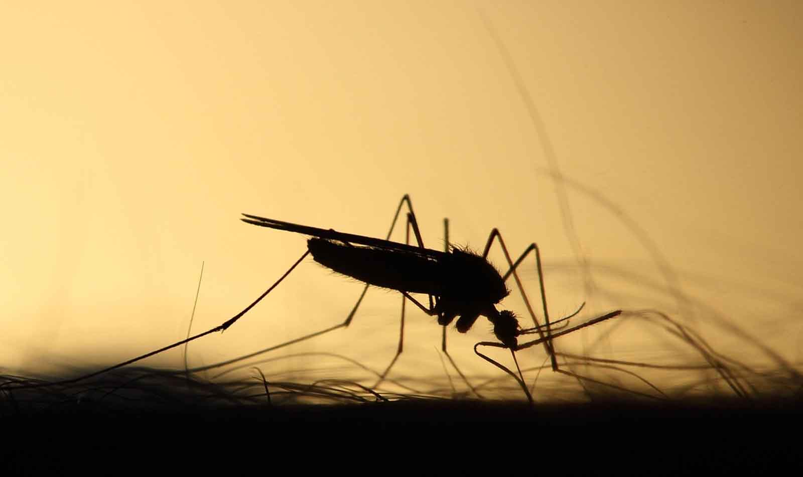 Virus West Nile a Roma e nel Lazio