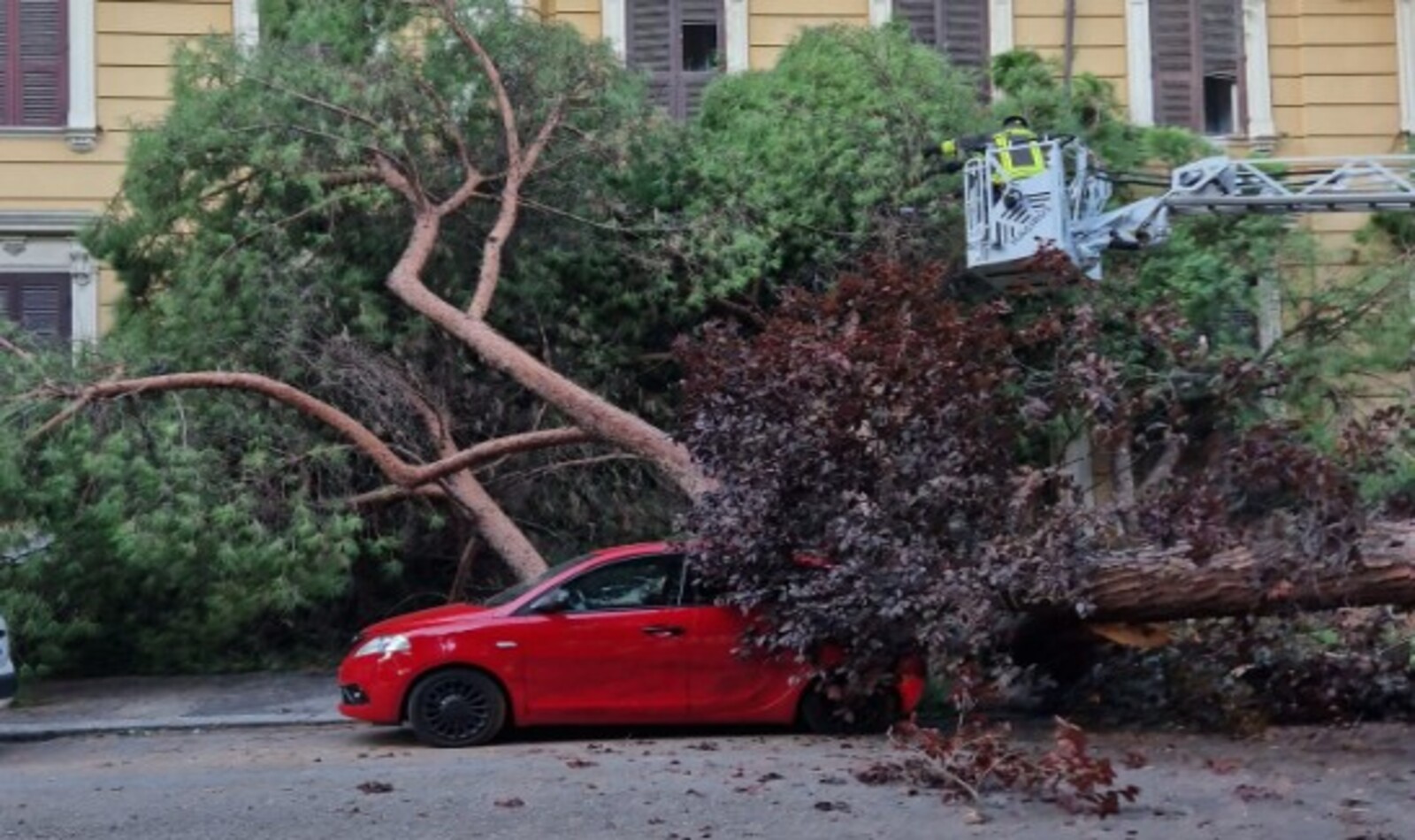 Albero caduto a Viale Mazzini