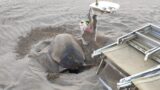 Ardea, tartaruga Caretta caretta nidifica tra ombrelloni e lettini ai “Bagni stella” di Tor San Lorenzo (FOTO – VIDEO)