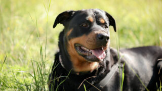 Rottweiler azzanna due bambini a Lavinio: verranno operati nelle prossime ore