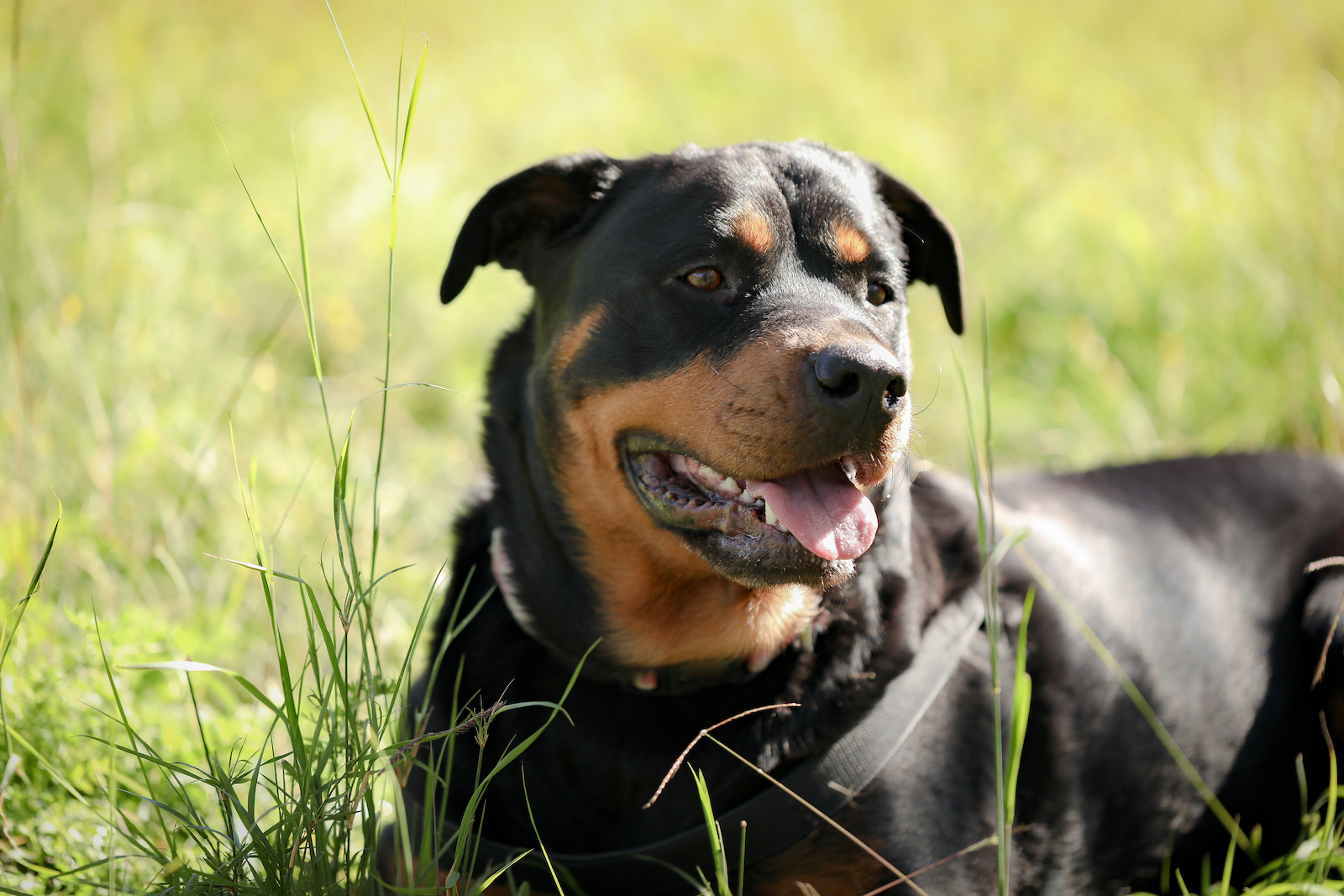rottweiler cane