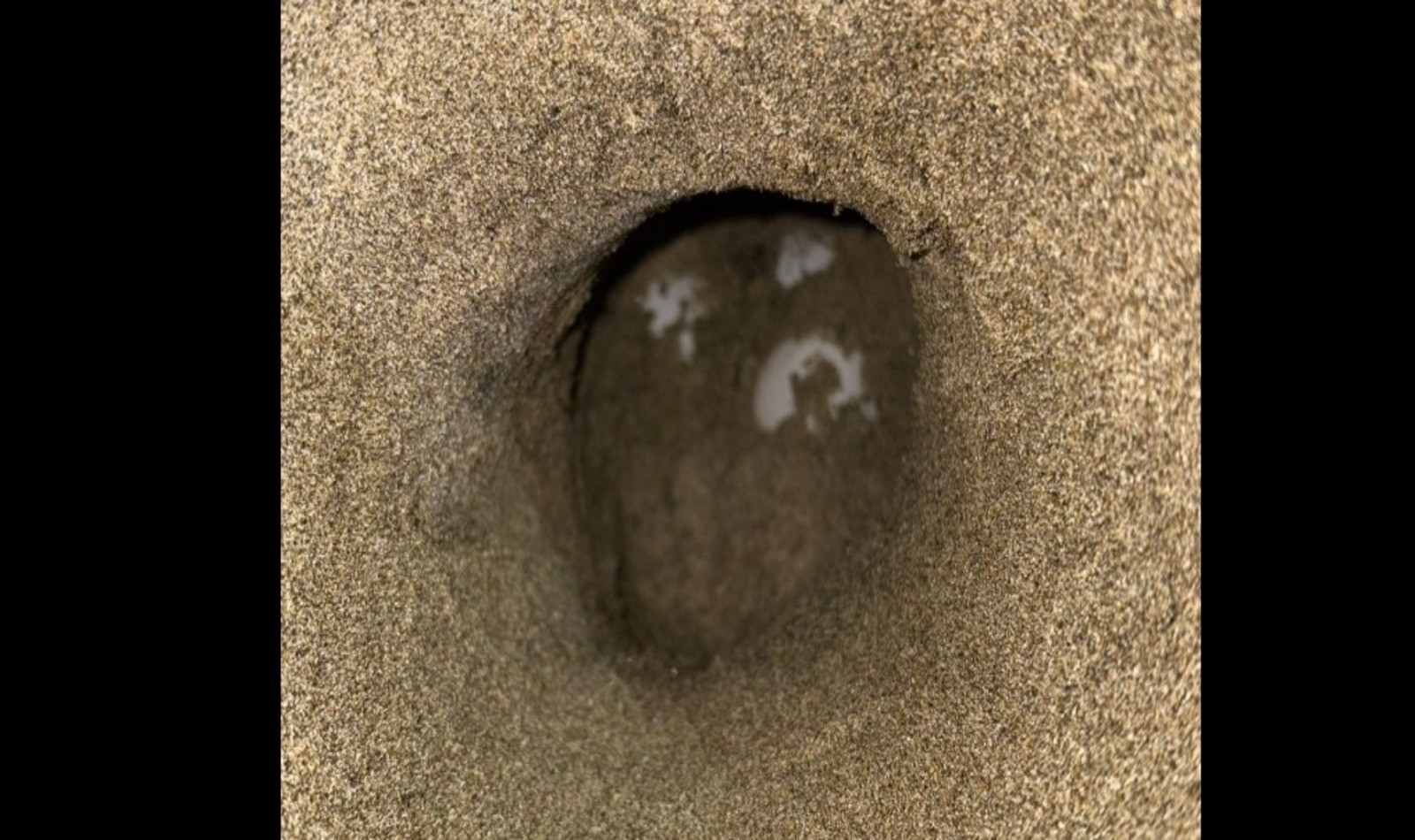 Tartaruga Caretta Caretta
