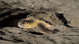 Caretta caretta, è record di nidi nel Lazio: l’ultimo questa notte a Sabaudia