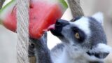 Bioparco di Roma, il Ferragosto tra natura, arte e scienza che conquista tutta la famiglia