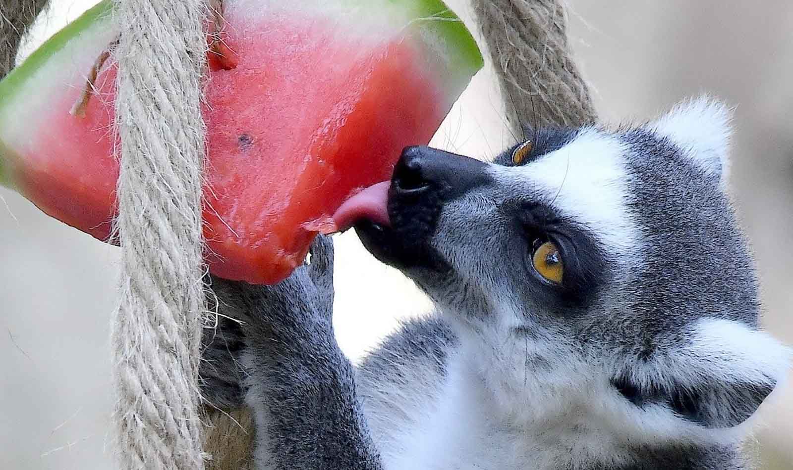 Ferragosto al BioParco di Roma
