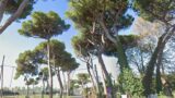 Fiumicino, al via l’abbattimento di 23 pini, strada chiusa per 16 giorni: dove e quando