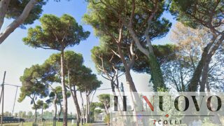 Fiumicino, al via l’abbattimento di 23 pini, strada chiusa per 16 giorni: dove e quando