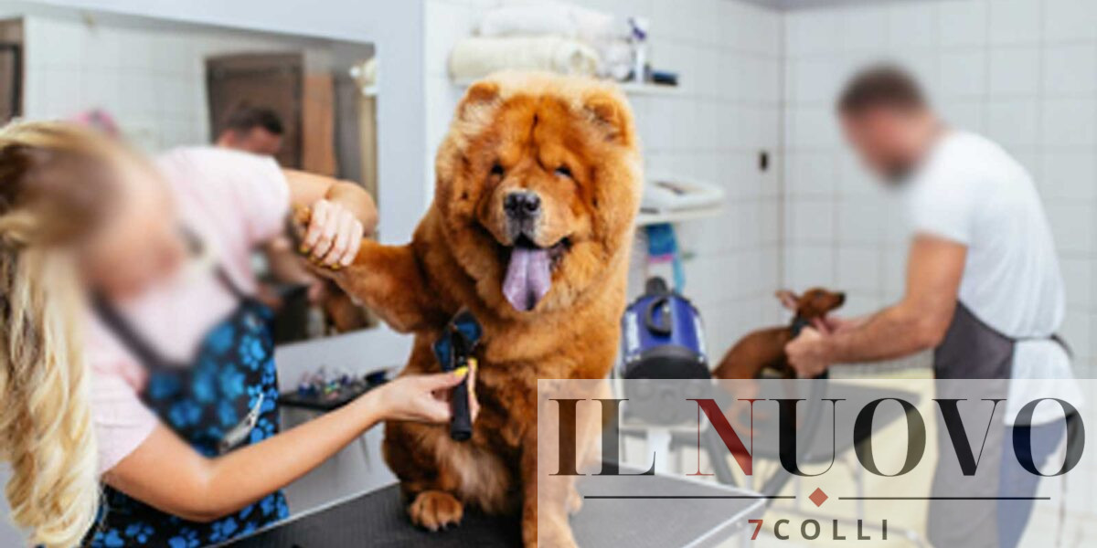 Una classica toletta per cani e gatti, come quella di Fiumicino
