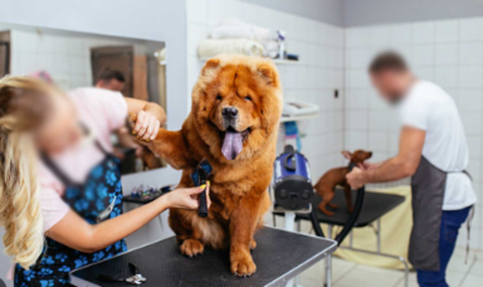 Una classica toletta per cani e gatti, come quella di Fiumicino