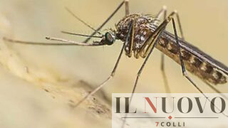 West Nile, settimo decesso: è un 77enne della provincia di Roma